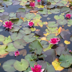 Astrid Sellergren