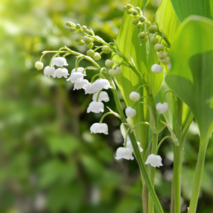 Vanda Widlund